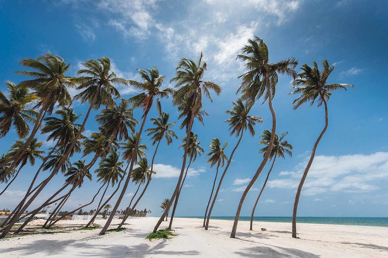 Le palme danzati sulla spiaggia di Salalah - Viaggio in Oman