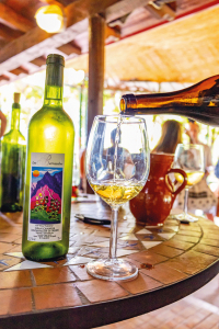 La Via del Vino di Gran Canaria - Cantine Los Berrazales