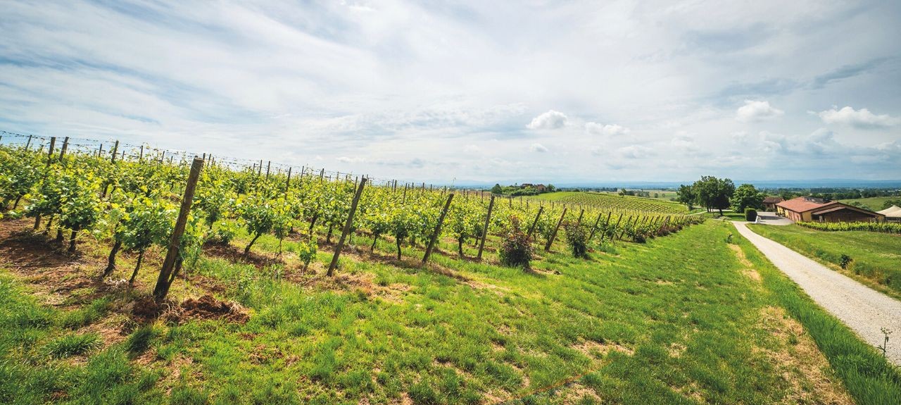 Giorgio Schön - Colle Manora