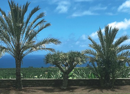 Il platano di Gran Canaria un viaggio tra storia, economia e cultura