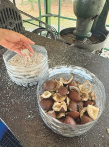 Seychelles - Lavorazione della noce di cocco