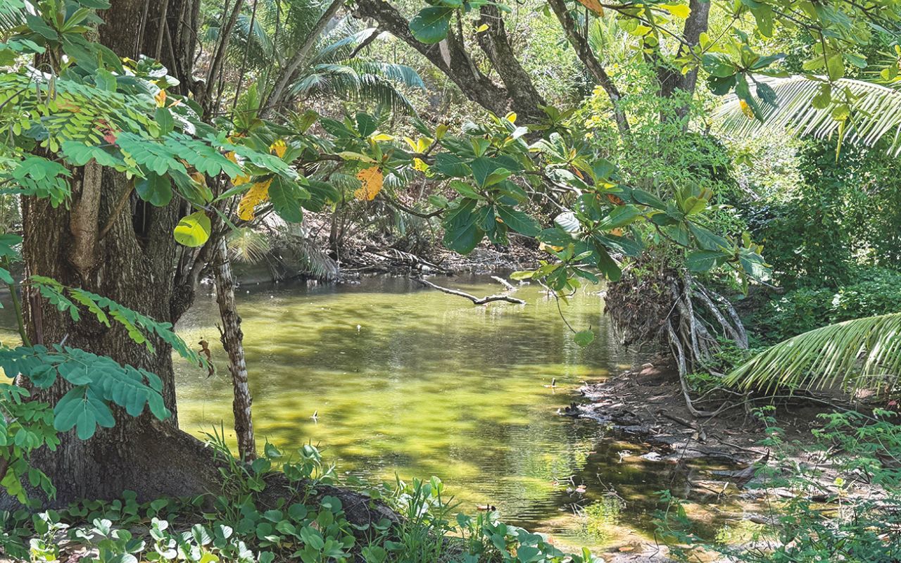 Seychelles - Morne Seychellois National Park