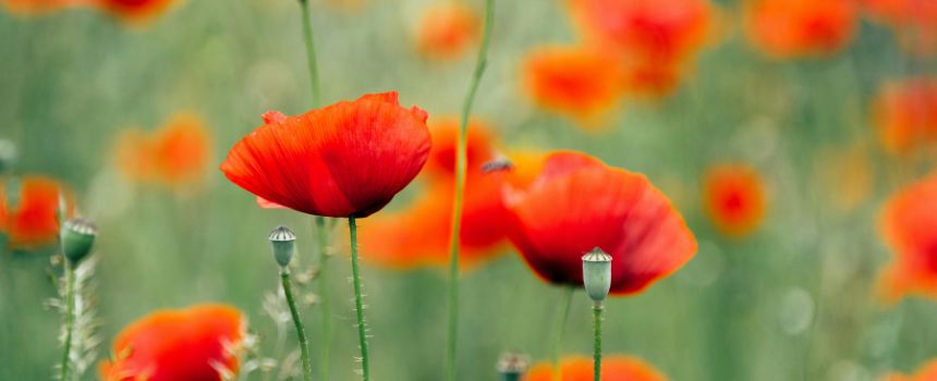 Festa della Liberazione 2026 a Torino