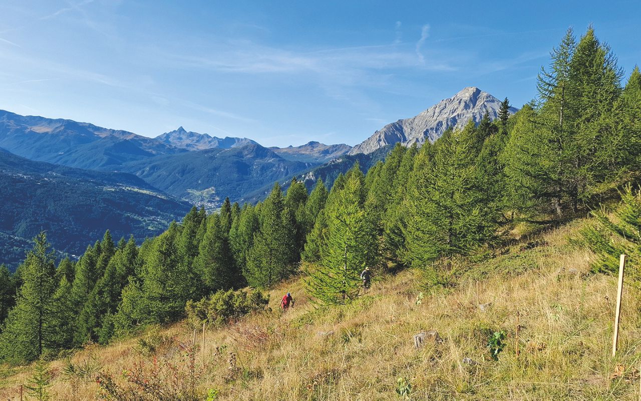 Altea Green Power - Il progetto di riforestazione portato avanti in Val di Susa